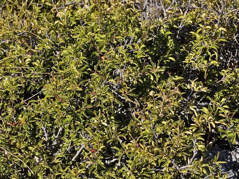 Rhamnus saxatilis